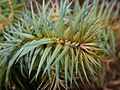 Cunninghamia lanceolata IMG_1378 Stroigła chińska